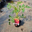 Kép 2/6 - Solanum lycopersicum 'Honey Moon' F1 - Paradicsom (rezisztens)