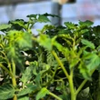 Kép 4/6 - Solanum lycopersicum 'Honey Moon' F1 - Paradicsom (rezisztens)