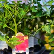 Kép 6/6 - Solanum lycopersicum 'Honey Moon' F1 - Paradicsom (rezisztens)