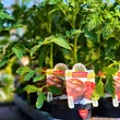 Kép 3/6 - Solanum lycopersicum 'Kakao' F1 - Paradicsom (barnásfekete) (rezisztens)