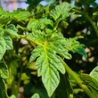 Kép 4/6 - Solanum lycopersicum 'Kakao' F1 - Paradicsom (barnásfekete) (rezisztens)