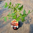 Kép 2/6 - Solanum lycopersicum 'Kakao' F1 - Paradicsom (barnásfekete) (rezisztens)
