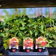 Kép 5/6 - Solanum lycopersicum 'Kakao' F1 - Paradicsom (barnásfekete) (rezisztens)