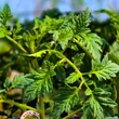 Kép 6/6 - Solanum lycopersicum 'Kakao' F1 - Paradicsom (barnásfekete) (rezisztens)