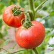 Kép 2/2 - Solanum lycopersicum 'Ponderosa' - Ökörszív paradicsom (rezisztens)