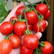 Kép 1/3 - Solanum lycopersicum 'Principe Borghese' - Koktélparadicsom