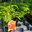 Kép 3/3 - Solanum lycopersicum 'Principe Borghese' - Koktélparadicsom