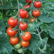 Kép 1/2 - Solanum lycopersicum 'Reginella' F1 paradicsom