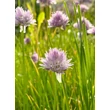 Kép 1/2 - Allium 'Staro' - Metélőhagyma