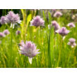 Kép 2/2 - Allium 'Staro' - Metélőhagyma képek rendelés vásárlás a Megyeri Szabolcs Kertészeti webáruházban