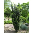 Kép 1/4 - Cephalotaxus harringtonia 'Fastigiata' - Oszlopos áltiszafa