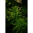 Kép 4/4 - Cephalotaxus harringtonia 'Fastigiata' - Oszlopos áltiszafa