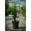 Kép 2/4 - Cephalotaxus harringtonia 'Fastigiata' - Oszlopos áltiszafa