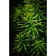Kép 3/4 - Cephalotaxus harringtonia 'Fastigiata' - Oszlopos áltiszafa