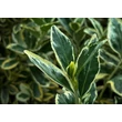 Kép 2/2 - Euonymus japonicus 'Bravo' – Tarka japán kecskerágó - képek rendelés vásárlás a Megyeri Szabolcs Kertészeti webáruházban.
