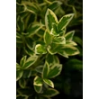Kép 2/3 - Euonymus japonicus 'Bravo' – Tarka japán kecskerágó