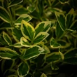 Kép 1/3 - Euonymus japonicus 'Bravo' – Tarka japán kecskerágó