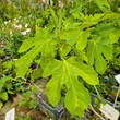 Kép 2/4 - Ficus carica 'Zöld óriás' - Füge