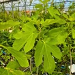 Kép 3/4 - Ficus carica 'Zöld óriás' - Füge