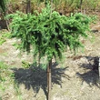 Kép 2/2 - Larix decidua 'Little Bogle' – Vörösfenyő