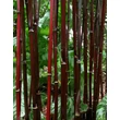 Kép 1/3 - Fargesia jiuzhaigou 'Deep Purple' - Lilásvörös bambusz