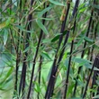 Kép 1/2 - Fargesia nitida 'Black Pearl' – Bambusz