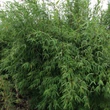 Kép 1/2 - Fargesia nitida 'Winter Joy' – Bambusz