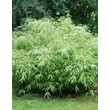 Kép 1/2 - Fargesia rufa  – Panda bambusz
