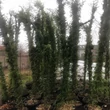 Kép 4/5 - Phyllostachys nigra – Fekete bambusz