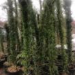 Kép 3/4 - Phyllostachys nigra – Fekete bambusz