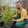 Kép 5/5 - Phyllostachys nigra – Fekete bambusz