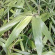 Kép 2/3 - Pseudosasa japonica 'Tsutsumiana' – Japán nyílbambusz