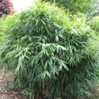 Kép 3/3 - Pseudosasa japonica 'Tsutsumiana' – Japán nyílbambusz