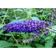 Kép 1/2 - Buddleia davidii 'Empire Blue' - Kék virágú nyáriorgona