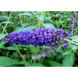 Kép 1/2 - Buddleia davidii 'Empire Blue' - Kék virágú nyáriorgona