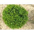 Kép 1/5 - Buxus sempervirens - örökzöld puszpáng