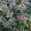 Kép 1/2 - Abelia x grandiflora 'Confetti'® – Nagyvirágú tárnicslonc