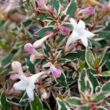 Kép 2/2 - Abelia x grandiflora 'Confetti'® – Nagyvirágú tárnicslonc