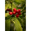 Kép 2/4 - Aucuba japonica 'Variegata' - Tarkalevelű babérsom - képek rendelés vásárlás a Megyeri Szabolcs Kertészeti webáruházban.