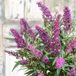 Kép 2/2 - Buddleia davidii 'Butterfly Tower' – Nyáriorgona
