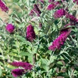 Kép 2/2 - Buddleia Buzz® 'Velvet' – Nyáriorgona