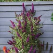 Kép 1/2 - Buddleia davidii 'Butterfly Tower' – Nyáriorgona