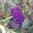 Kép 1/3 - Buddleia davidii 'Dark Pink' – Nyáriorgona