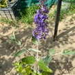 Kép 4/4 - Buddleia flutterby Free Petite© 'Blue Heaven' ('Podaras 8' PBR) – Lila színű alacsony nyáriorgona