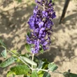 Kép 3/4 - Buddleia flutterby Free Petite© 'Blue Heaven' ('Podaras 8' PBR) – Lila színű alacsony nyáriorgona