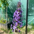 Kép 2/4 - Buddleia flutterby Free Petite© 'Blue Heaven' ('Podaras 8' PBR) – Lila színű alacsony nyáriorgona