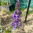 Kép 1/4 - Buddleia flutterby Free Petite© 'Blue Heaven' ('Podaras 8' PBR) – Lila színű alacsony nyáriorgona