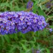 Kép 1/2 - Buddleia davidii 'Nanho Blue' – Kék virágú törpe nyáriorgona