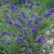 Buddleia davidii 'Nanho Blue' – Kék virágú törpe nyáriorgona habitus