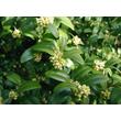 Kép 1/5 - Buxus sempervirens 'Suffruticosa' - Szegélypuszpáng